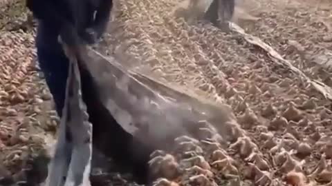 These animals are full of enthusiasm, keep you entertained