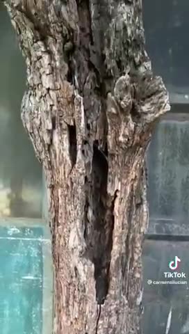 UGLY DEAD DRIED UP TREE ---- Bears This Fruit... #RUMBLETAKEOVER #RUMBLERANT AND MAYBE YOU FEEL JUST LIKE THIS OLD DRIED UP TREE - FRUITLESS BUT THINK AGAIN MIGHTYOVERCOMER OF GOD!!! PRAY HAVE FAITH AND KEEP MOVING FORWARD!!!