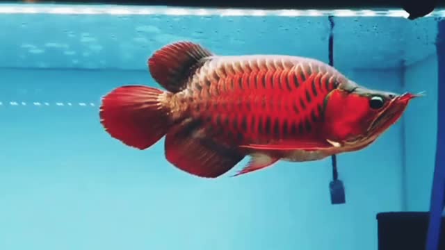 Arowana red SR king