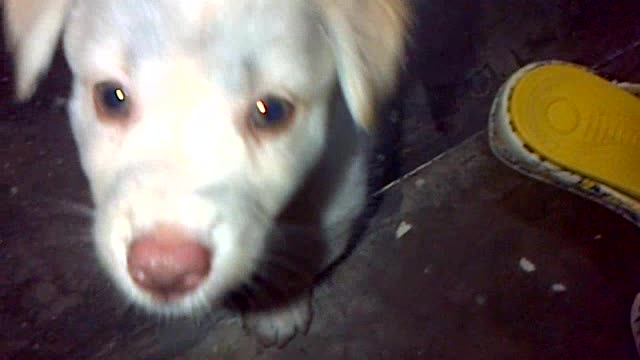 A dirty puppy learning to climb the stairs