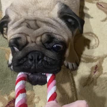 Tug A Pug