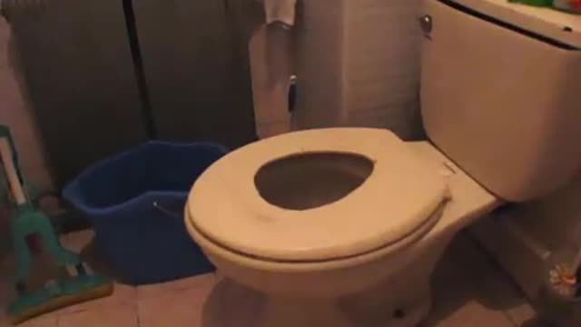 Teaching cat how to use toilet