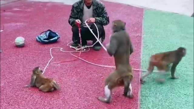 Monkey funny clip | try not to laugh |