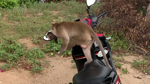 Wild Monkey won't get off my motorbike then looks at himself in the mirror