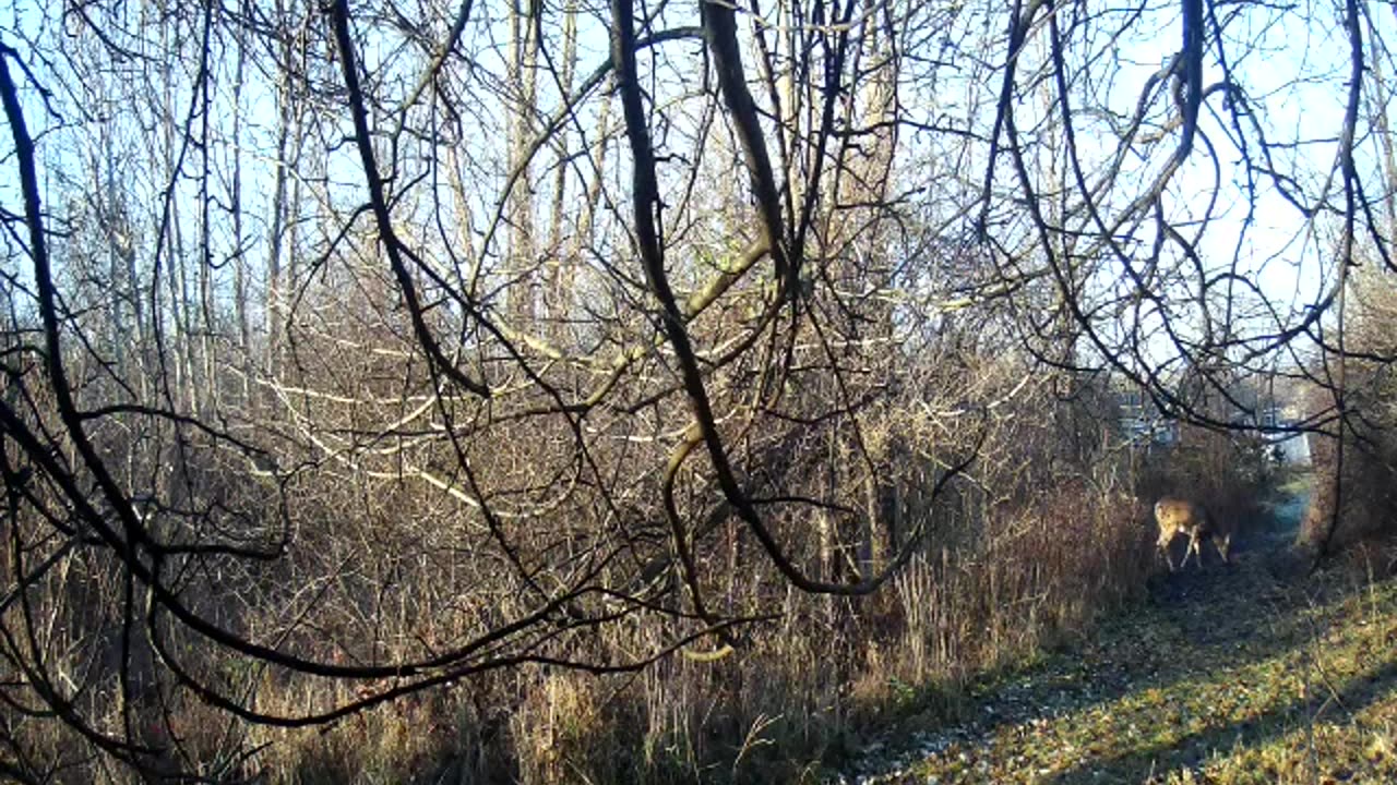 center trail apple tree.