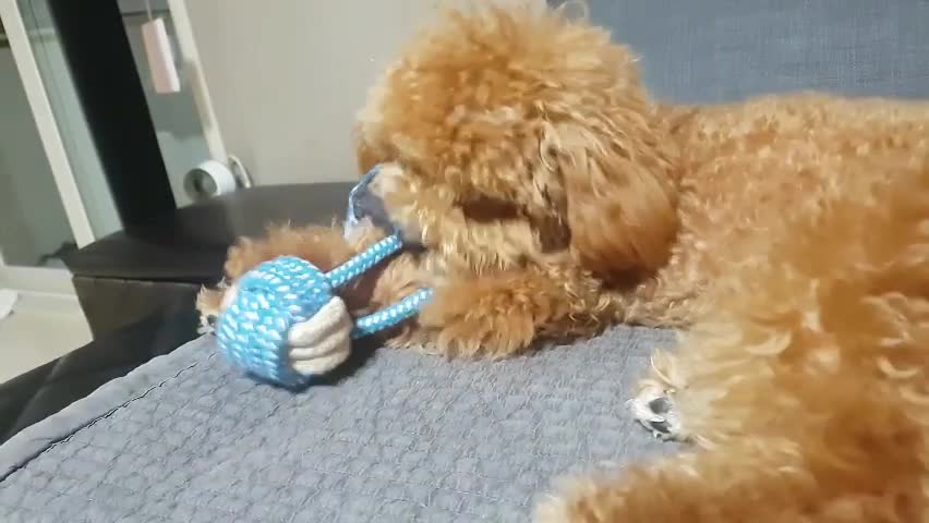 Poodle Latte is playing with a thread doll alone