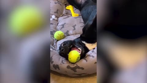 Hilarious Dog skills