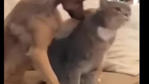 Amazing Attachment moments