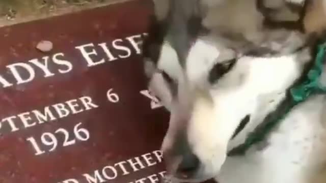 Cutest dogs video compilation ever ♥️