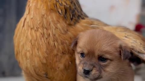 Pet | puppy | dog | chicken | funny video | dog and chicken fighting | #dog