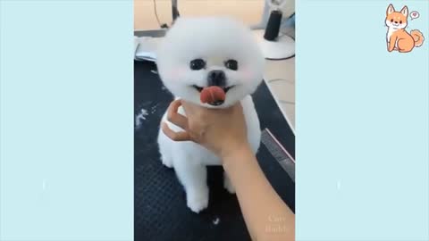 cute pupy and funny times