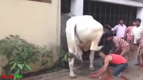 The biggest cow angry moment funny.