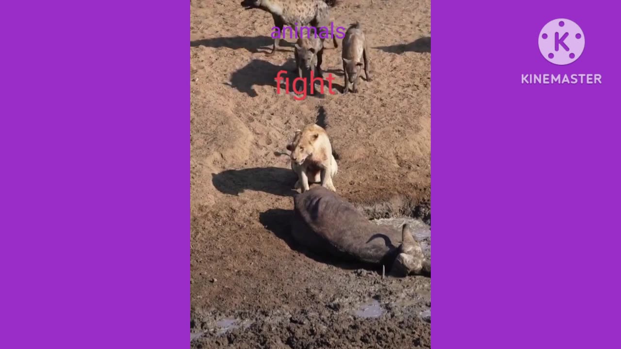 New and hard animals fighting video