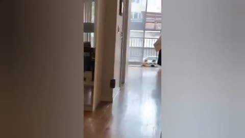 Cats are always curious