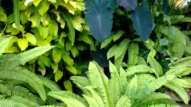 fish pond