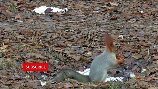 Cute squirrel videos