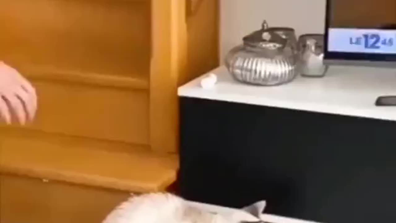 Funny cat and dog