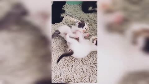 Cutest Cats Compilation