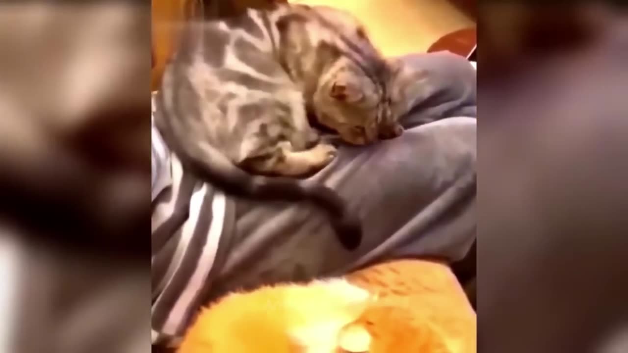 😂"Feline Funnies: Watch These Cats Steal the Show!"🤣🤣