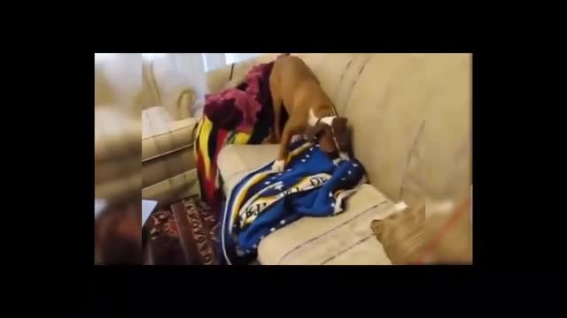 Dogs create really good comedy