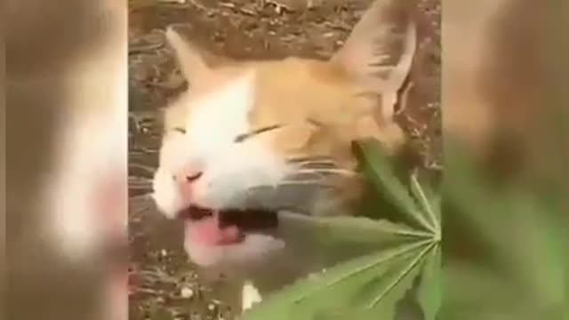 Power of ganga๐๐ when cat eats ganga
