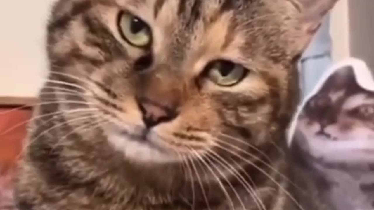 TRY NOT TO LAUGH 😆 Best Funny Videos Compilation 😂😁😆