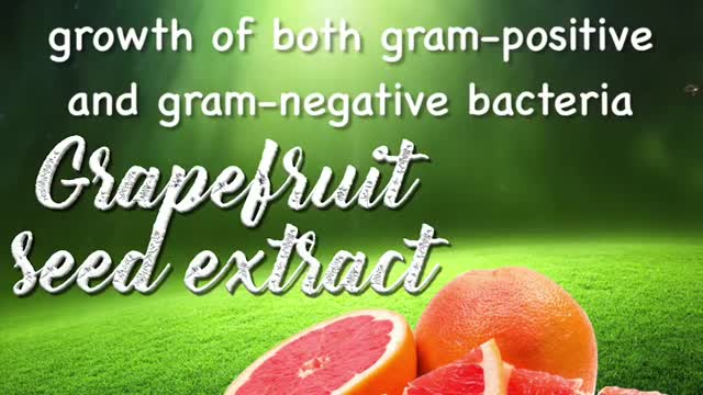 10 Natural Antibiotics That Our Ancestors Used Instead Of Pills