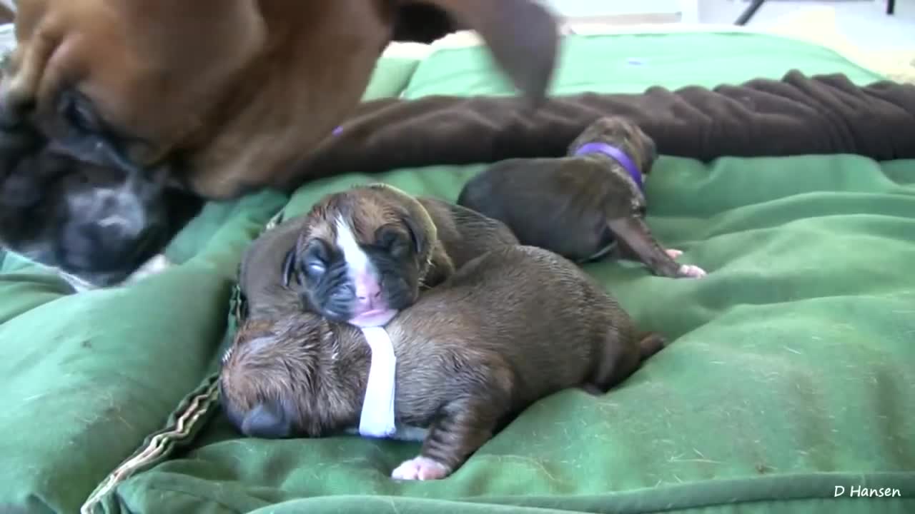 Amazing Puppy Birth (Part 4)