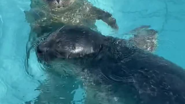 Some cute mooching seals