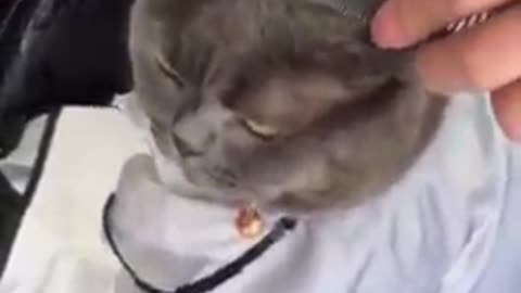 Funny cat video🤣🤣😂😂😂🐱🐱