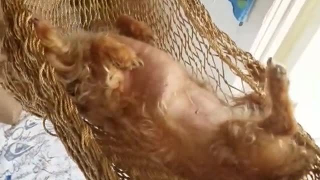 Dog swinging on hammock