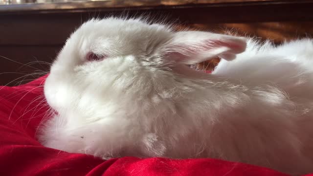 Rabbit white rabbits in house best rabbit trener