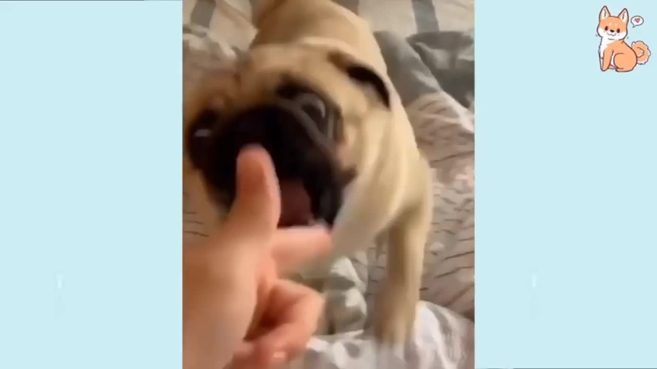 Funny Dog Video With Owner || Rumble || Short Video