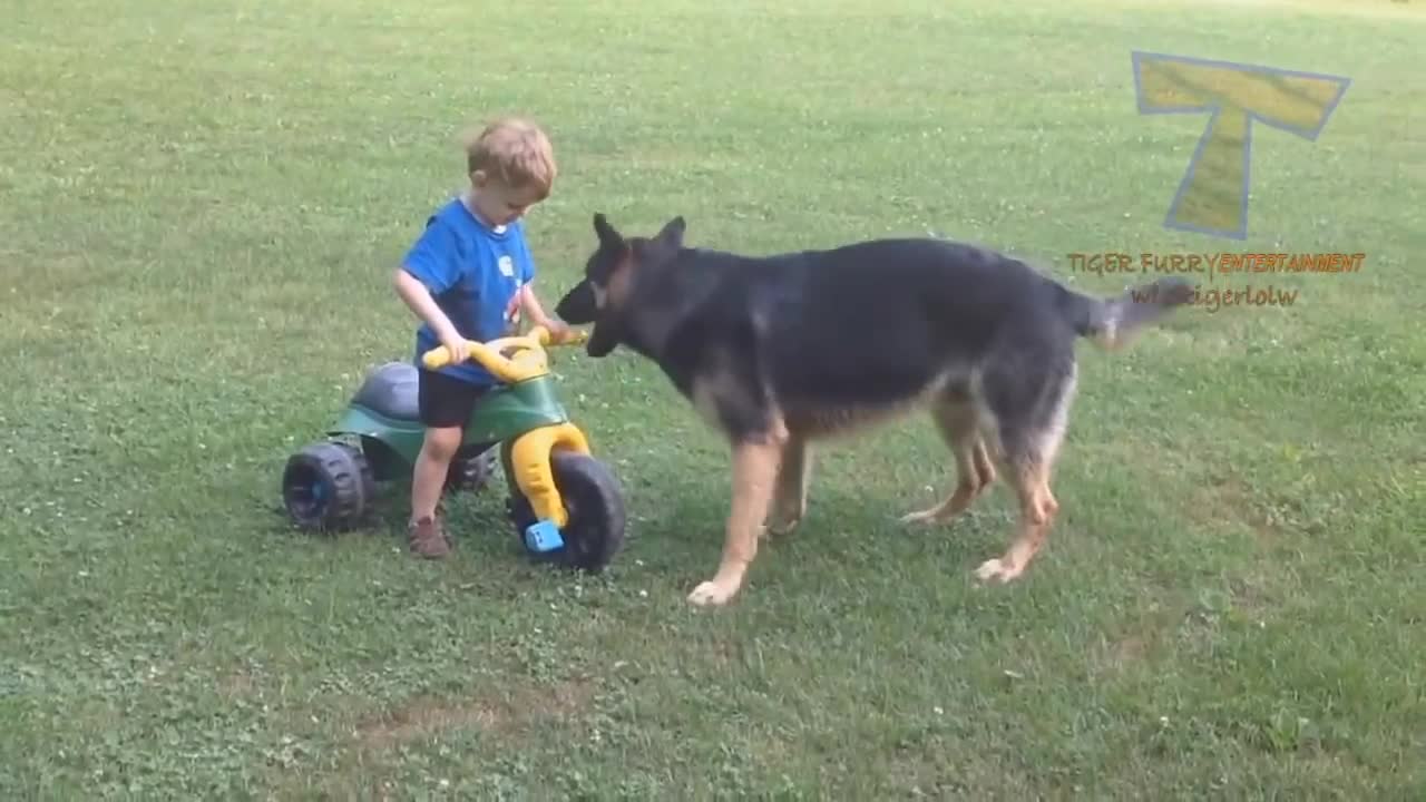 FUN CHALLENGE: Try NOT to laugh - Funny & cute dogs and kids