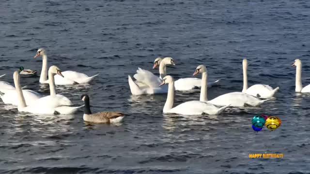 BEAUTIFUL SWIMMING SEAN'S To THE DUCKS.