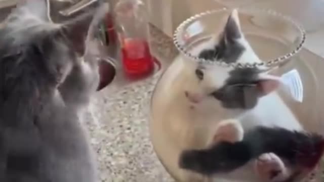 Best cats || Funny Cat #4 🙀🙀🙀