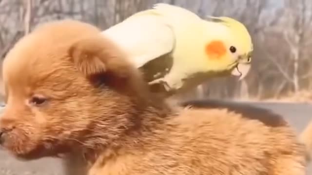 Adorable puppy vs adorable duck |cock| parrot