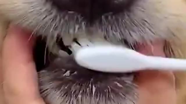 Teach Your Dog To Brush His Teeth 🦷 Funny Golden Retriever