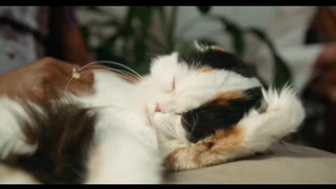 Cute cat and funny cat funny time this time is sleeping time.