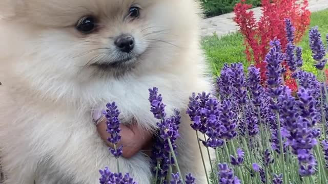 A small dog like a cat.