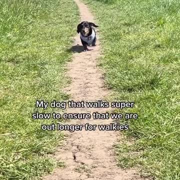 time for a stroll #viral #trending #dog