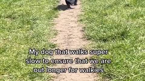 time for a stroll #viral #trending #dog