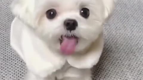 Cute baby dog