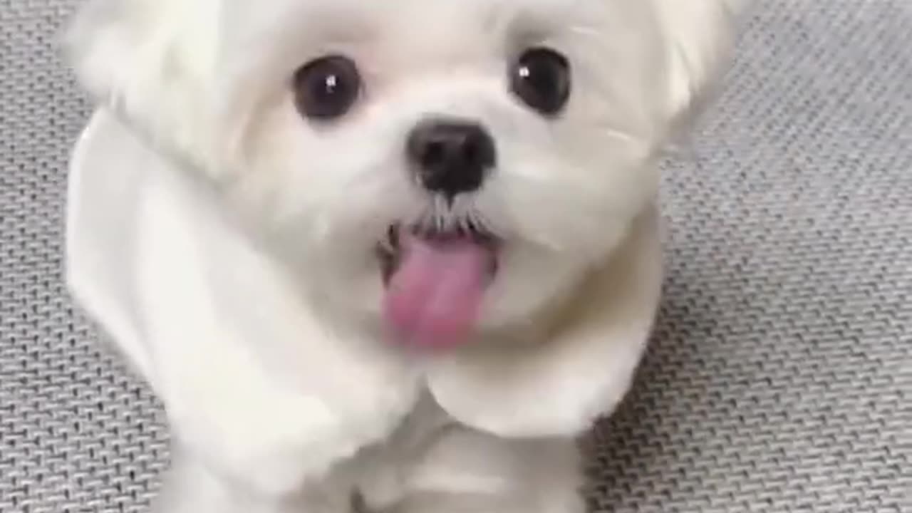 Cute baby dog