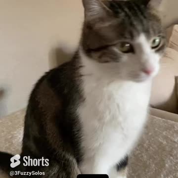 The only thing that can make this day better is … cats (& ice cream) #Catsmakesdaybetter #catshorts