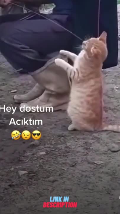 🐱 THE LITTLE KIT LOVES COW MILK! #Shorts 🐱