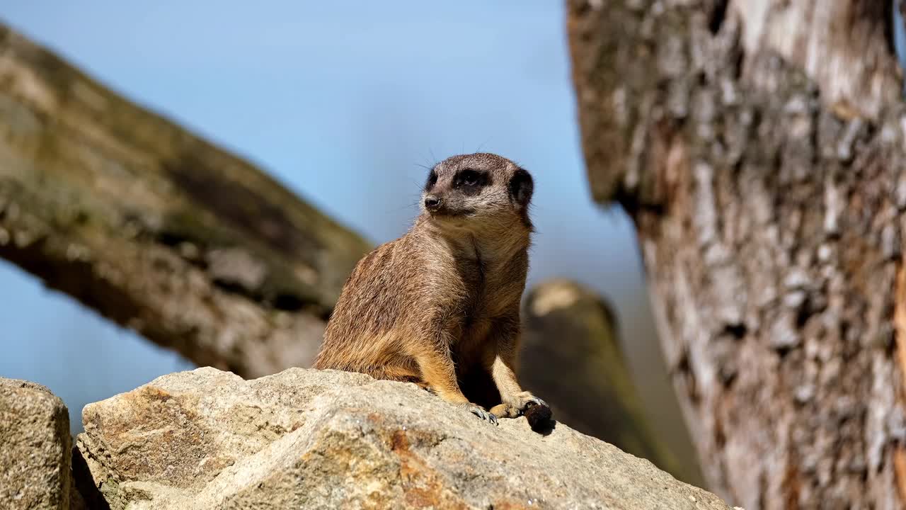 Mongoose.7