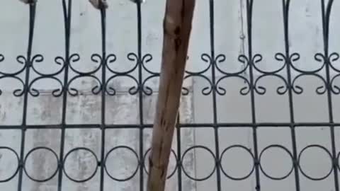 Daredevil cat doing deadliest stunt