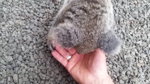 Koala baby rescue-19