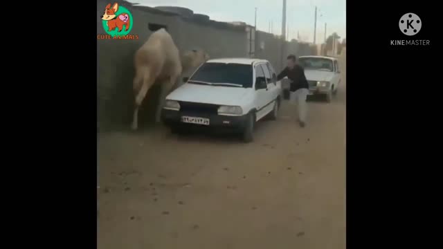 Danger man vs man fanny video